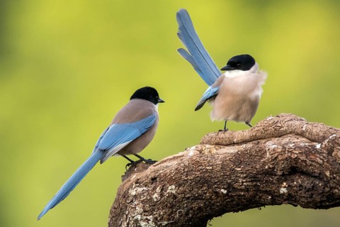 Iberian Magpie (Cyanopica cooki), Andalusia, Spain
