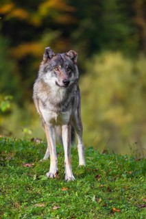 A eurasian gray wolf (Canis lupus lupus) stands on a meadow on a hill with a colourful foliage in
