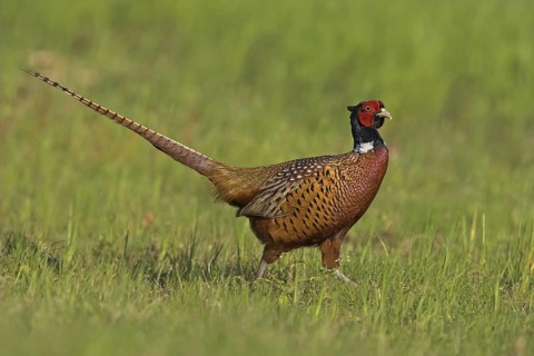 Common Pheasant (Phasianus colchicus) male, Rhineland-Palatinate, Germany