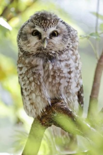 Boreal Owl (Aegolius funereus), Bavaria, Germany