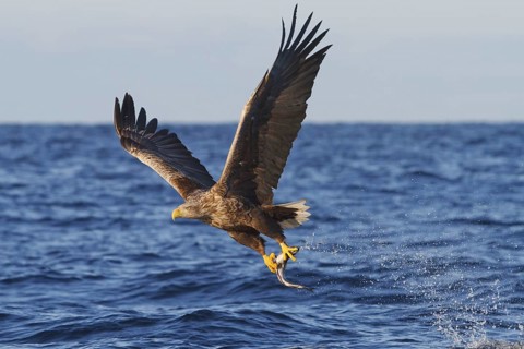 White-tailed Eagle (Haliaeetus albicilla) flying, Norway