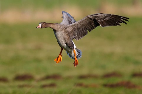 Greater White-fronted Goose (Anser albifrons) flying, North Rhine-Westphalia, Germany