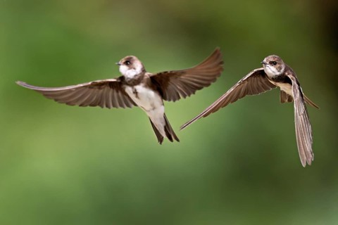 Sand martins (Riparia riparia), in flight, Reussegg nature reserve, Canton Aargau, Switzerland
