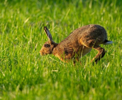 European hare (Lepus europaeus) running across a green meadow, wildlife, Lower Saxony, Germany