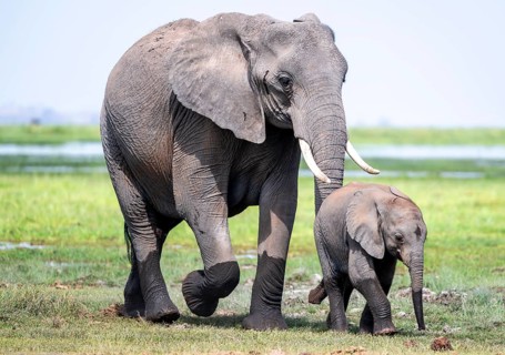 African elephant (Loxodonta africana) with baby, young and dam, Amboseli National Park, Rift Valley