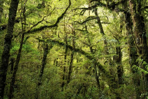Wooded landscape with mossy trees and ferns. Fiordland National Park, Southland Region, South