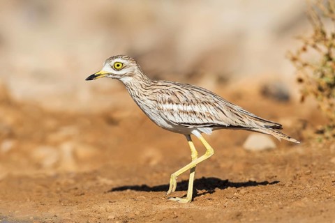 Eurasian Stone-curlew (Burhinus oedicnemus), Negev, Israel