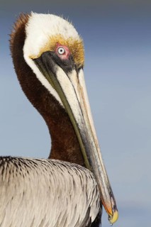 Brown Pelican (Pelecanus occidentalis), Florida, USA