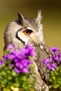 Southern White-faced Owl (Ptilopsis granti) captive, Germany