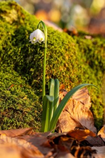 Close-up of a blooming spring knotweed (Leucojum vernum), also known as marzenbecher, in front of a