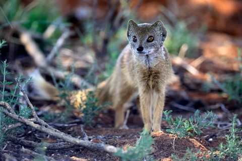 Fox mongoose (Cynictis penicillata), adult, alert, foraging, Mokala National Park, Northern Cape,