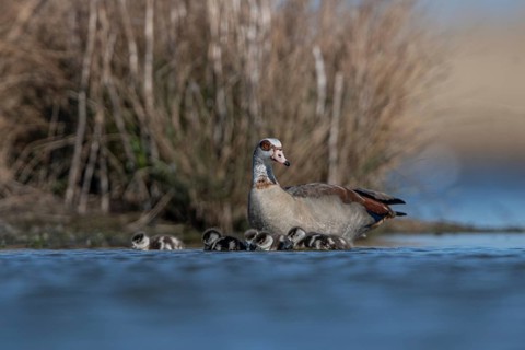 Egyptian Goose (Alopochen aegyptiaca) with chicks, Schleswig-Holstein, Germany