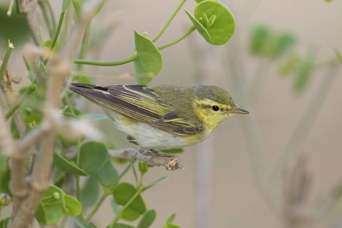 Wood Warbler (Phylloscopus sibilatrix), Oman