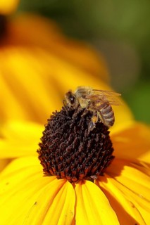 European honey bee (Apis mellifera), collecting nectar from a flower of yellow coneflower