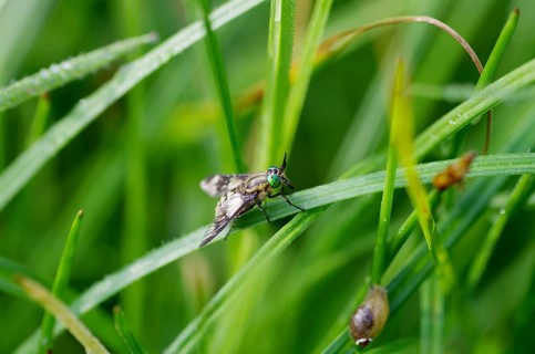 Golden eye gadfly (Chrysops relictus), compound eyes, colourful, grass