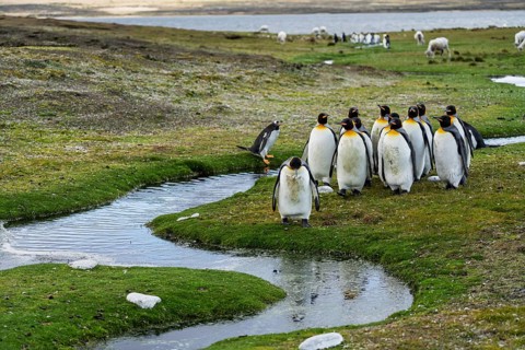 King penguins (Aptenodytes patagonicus), group on the bank of a stream, Gentoo penguin (Pygoscelis