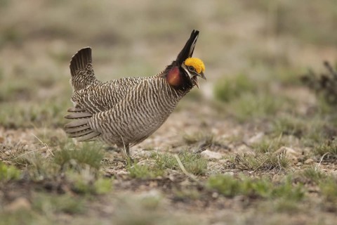 Lesser Prairie Chicken (Tympanuchus pallidicinctus) male, New Mexico, USA