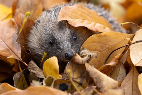 European hedgehog (Erinaceus europaeus) adult animal amongst fallen autumn leaves, England, United