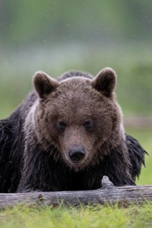Brown bear (Ursus arctos) in the Finnish taiga, Kuusamo, Finland