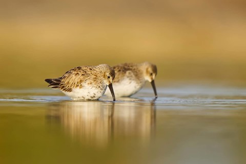 Dunlin (Calidris alpina) foraging, North Rhine-Westphalia, Germany