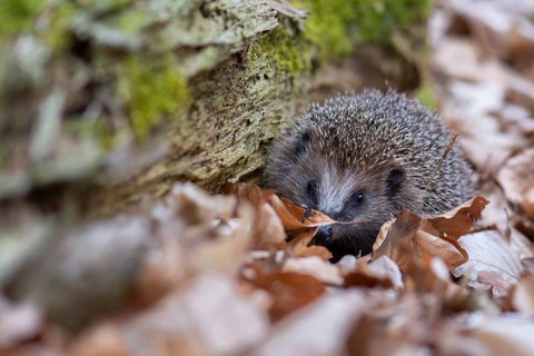 Hedgehog (Erinaceidae) on the forest floor looking for winter quarters, Cloppenburg, Lower Saxony,