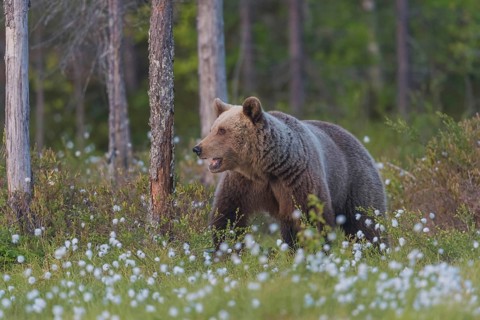 Braunbär (Ursus arctos) Brown Bear
