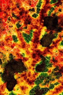 Structure of an autumn-colored leaf, foliage, tree, Vechta, Lower Saxony, Germany