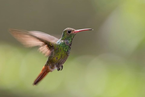 Rufous-tailed Hummingbird (Amazilia tzacatl) flying, Alambi, Ecuador