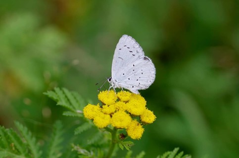 Pale blue (Celastrina argiolus), close-up, flower, nectar