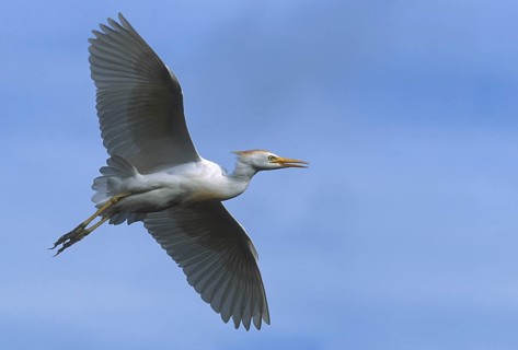 Western Cattle Egret (Bubulcus ibis), Florida, USA