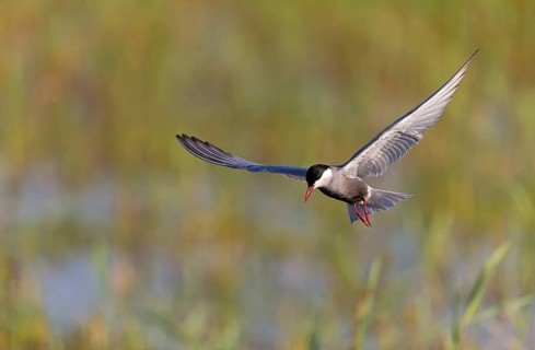 White-bearded Tern, (Chlidonias hybridus, Chlidonias hybrida, family of terns, flight, biotope,