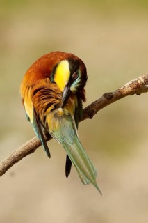 European Bee-eater (Merops apiaster) preening, Piedmont, Italy