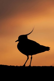 Northern Lapwing (Vanellus vanellus) adult wading bird head portrait silhouette at sunset, England,