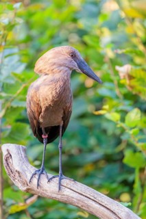 A hamerkop (Scopus umbretta) stands on a branch of a tree. Green vegetation can be seen in the