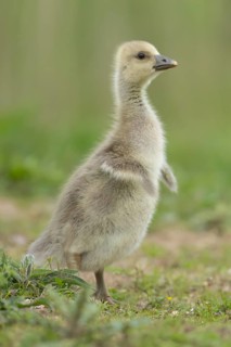 Greylag goose (Anser anser) juvenile baby gosling bird on grassland, England, United Kingdom