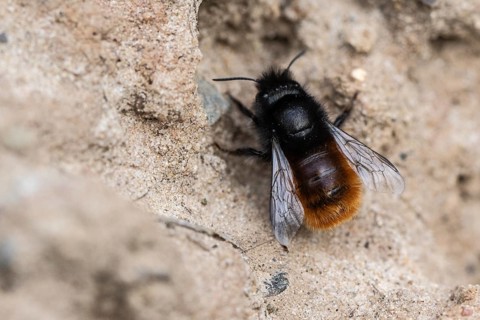 Horned mason bee (Osmia cornuta), Emsland, Lower Saxony, Germany