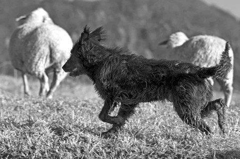 Dog, a Strobel, Old German Shepherd, herding the sheep (Ovis) together, black and white,
