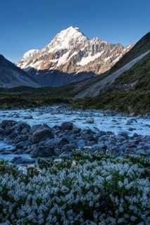 Mountainous landscape. Hooker River and Aoraki Mount Cook. Wildflowers in the foreground. evening