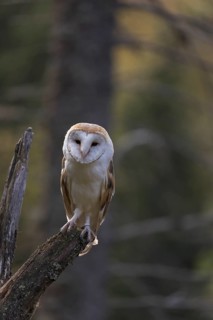 One barn owl (Tyto alba) sitting on top of a tree stump.Trees in autumnal colors in the distant