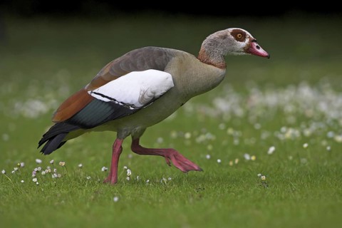 Egyptian Goose (Alopochen aegyptiaca), Baden-Wuerttemberg, Germany