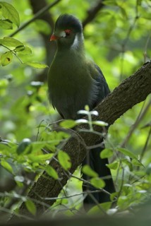 White-cheeked Turaco (Tauraco leucotis leucotis), Ethiopia