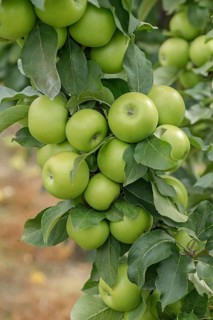 Columnar apple (Malus domestica 'Greencats'),  Germany