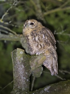 Tawny owl (Strix aluco), Westend Nord, Frankfurt am Main, Hesse, Germany
