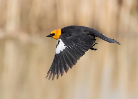 A male Yellow-headed Blackbird, Xanthocephalus xanthocephalus, takes flight in a marsh, in