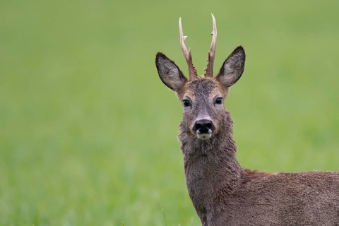 Roebuck (Capreolus capreolus) in winter coat, Vechta, Lower Saxony, Germany
