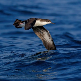 Arabian Shearwater, Persian Shearwater, (Puffinus persicus), family of shearwaters, Off Mirbat,