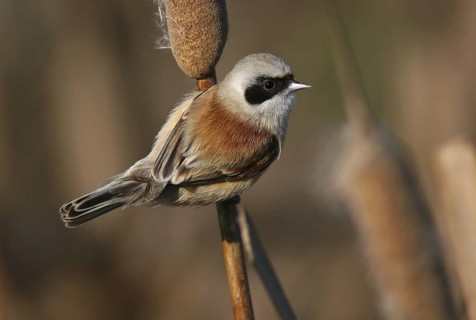 Eurasian Penduline Tit (Remiz pendulinus) male, Lisbon, Portugal