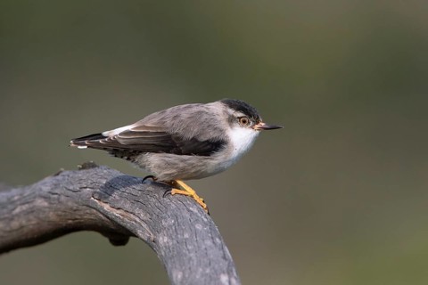 Varied Sittella (Daphoenositta chrysoptera pileata) male, Victoria, Australia