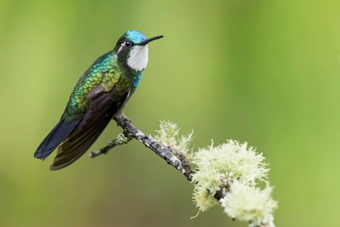 White-throated Mountaingem (Lampornis castaneoventris) perched on a branch in Panama