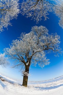 Oak tree avenue, (Quercus robur), trees covered in frost and snow, in winter, with a clear blue